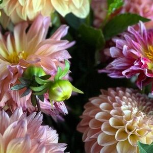 Meet your Posher, Hannah